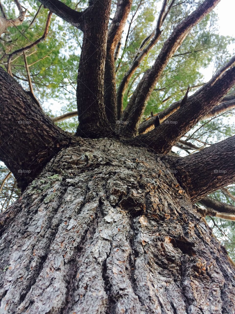 Huge pine tree