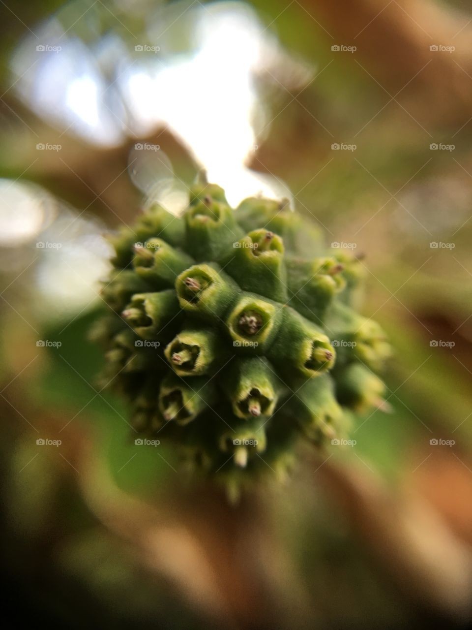 Tree fruit closeup