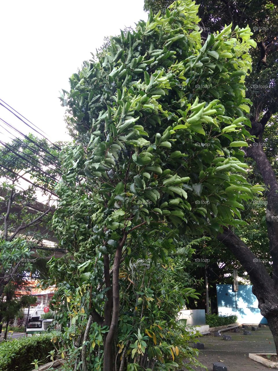 Tree, Leaf, No Person, Garden, Nature