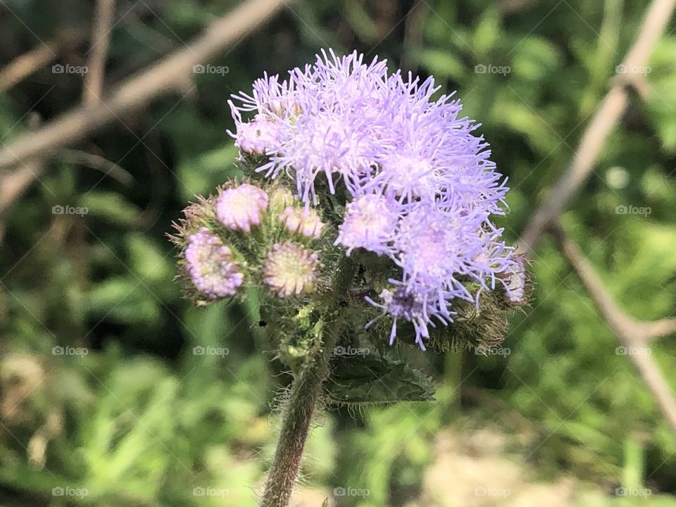 AGERATUM a tough plant that is a favorite for many gardens. Beautiful blue annuals known for their powder puff blooms.