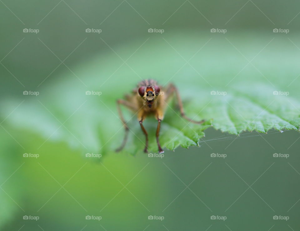 Fly On Leaf 