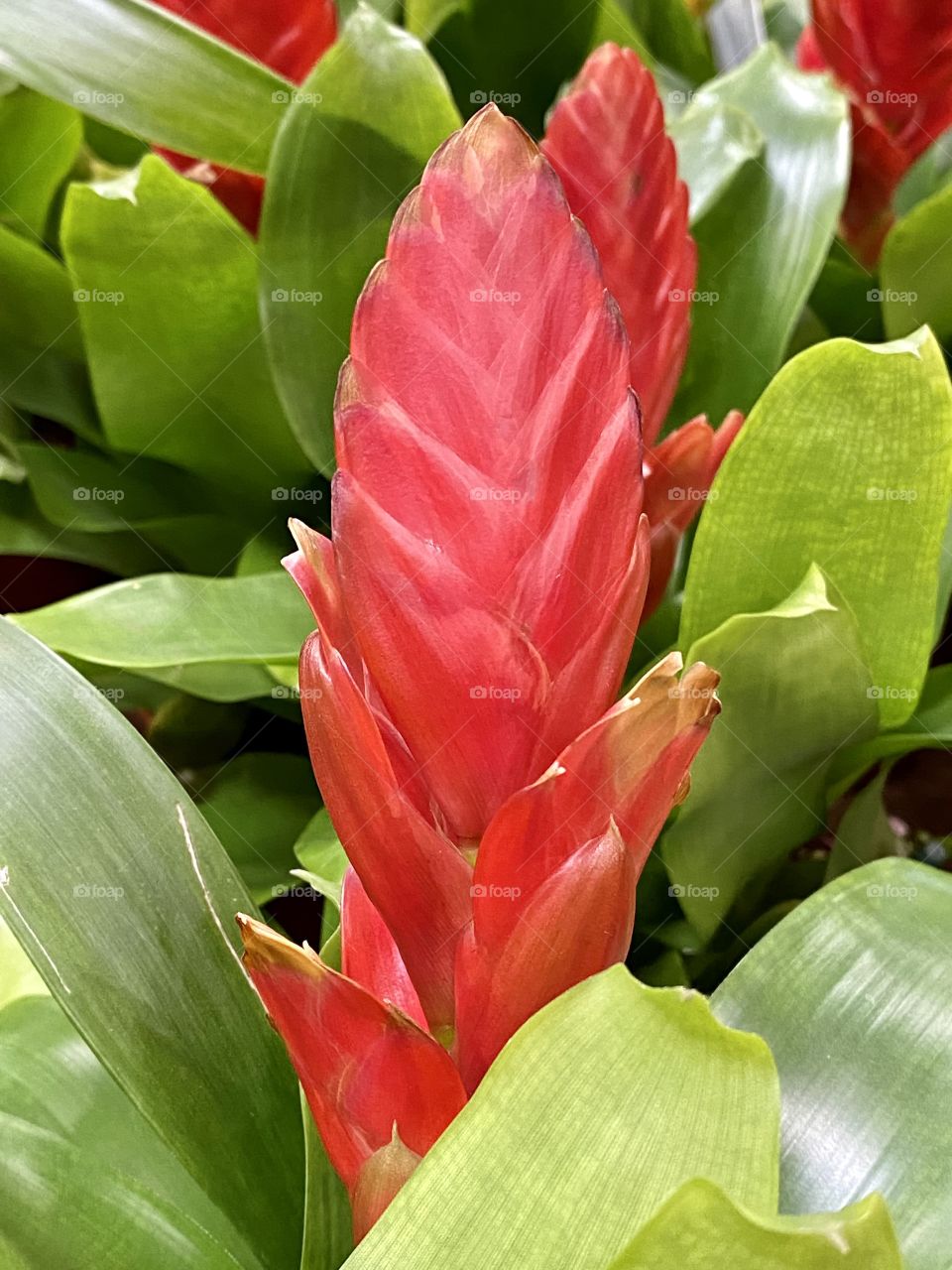 Red exotic plant 