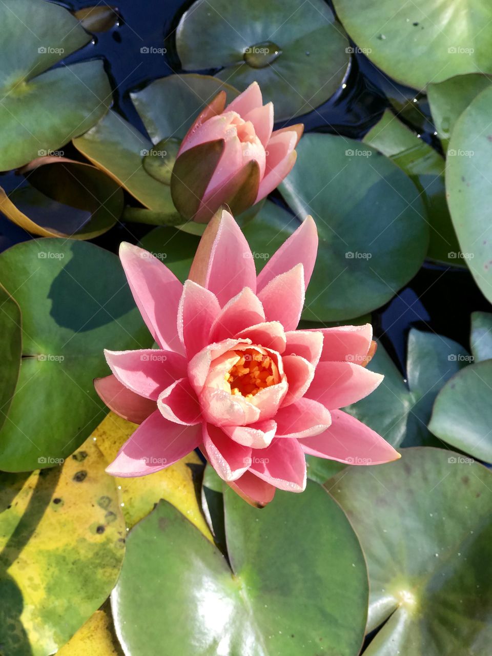 Flower on Lily Pad