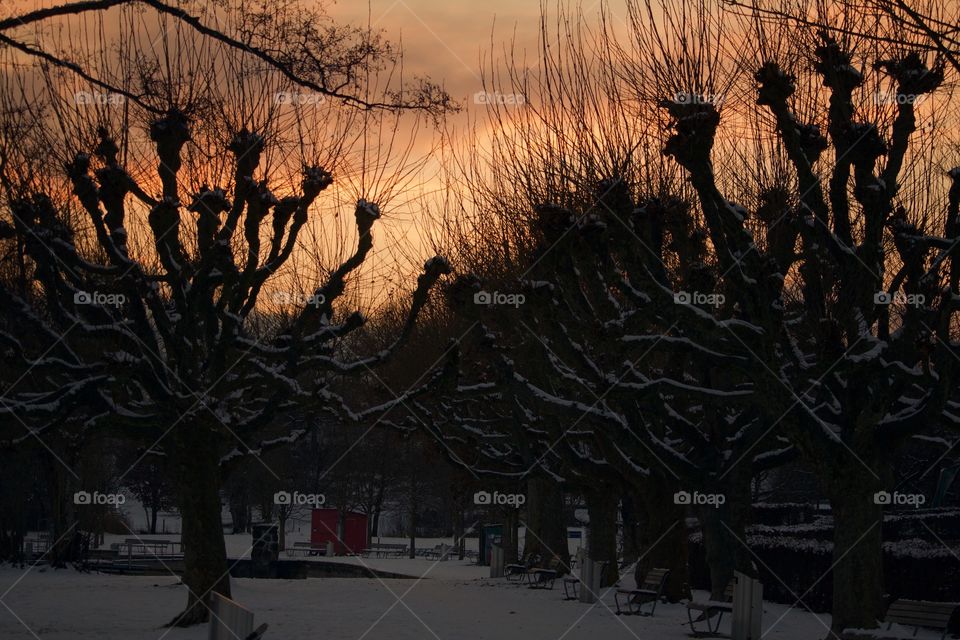 Bare trees during sunset