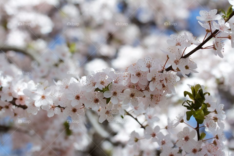 Cherry blossom 