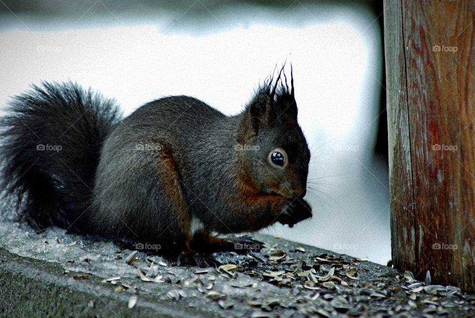 winter animal squirrel brown by Bea