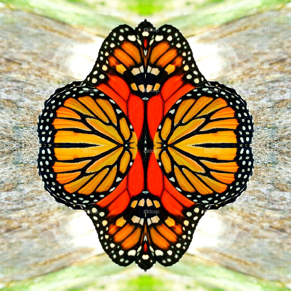 monarch collage