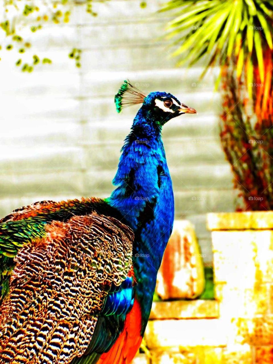 Peacock