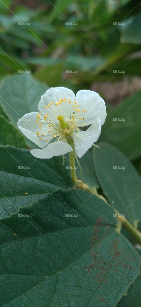 This cherry flower is very small and white in color, and has a unique pistil with a golden yellow color.