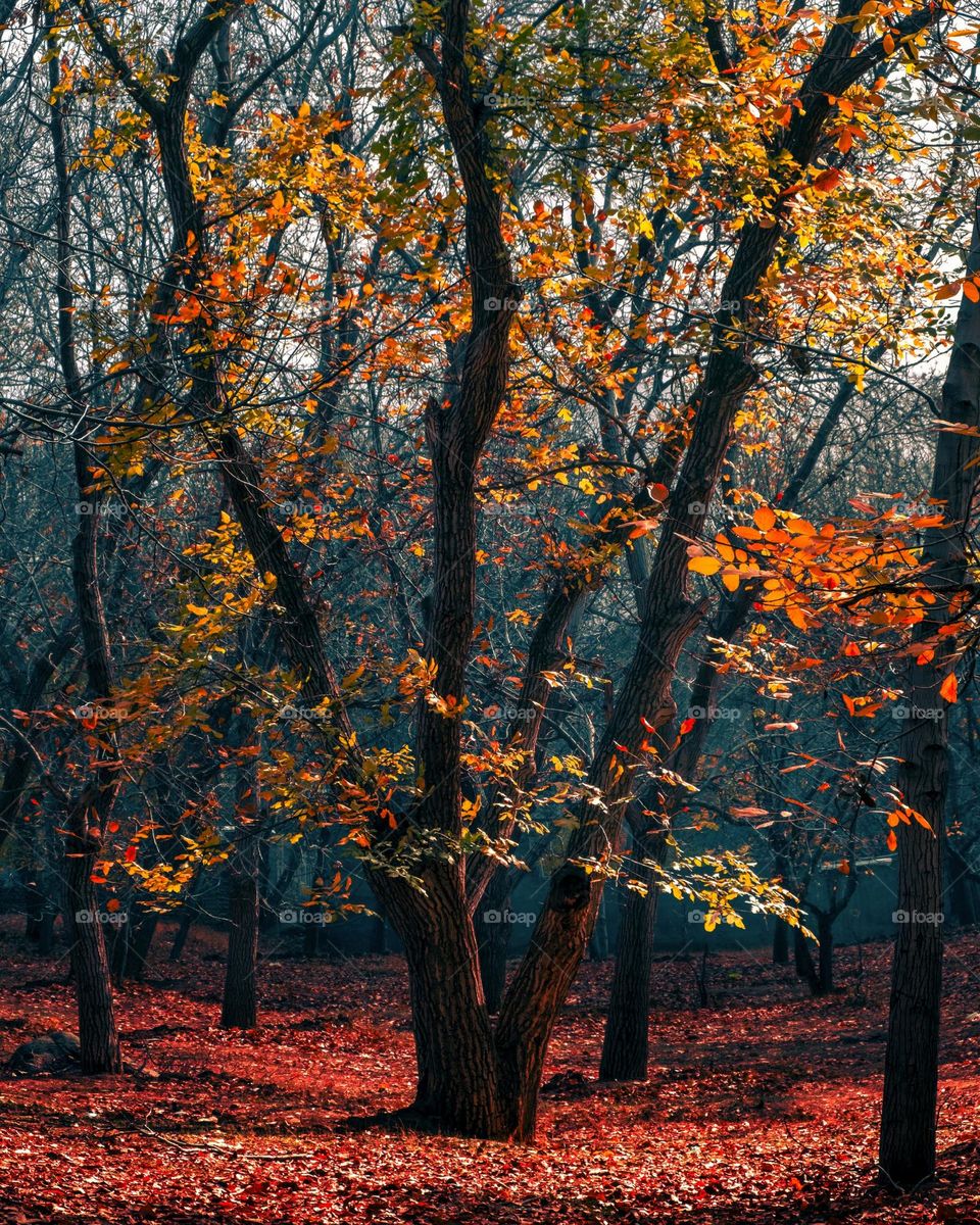 Beautiful forest scenery with colourful leaves