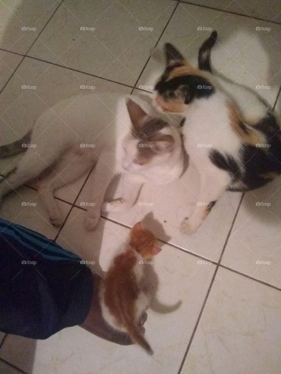 Cat family
