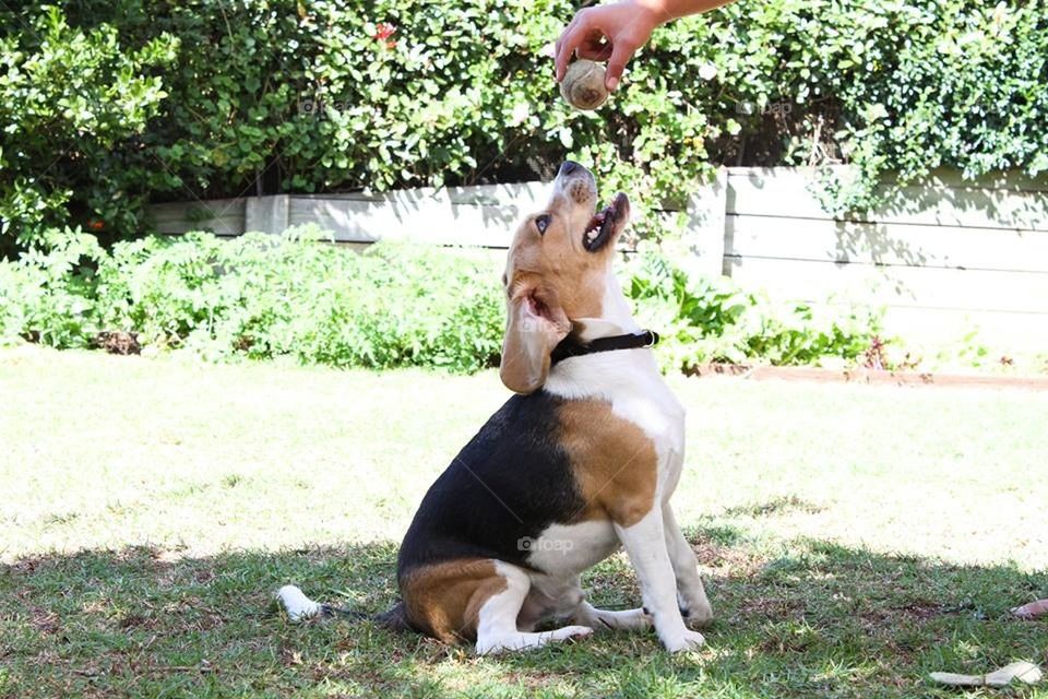 Beagle at play