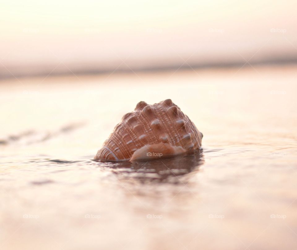 Seashell at beach