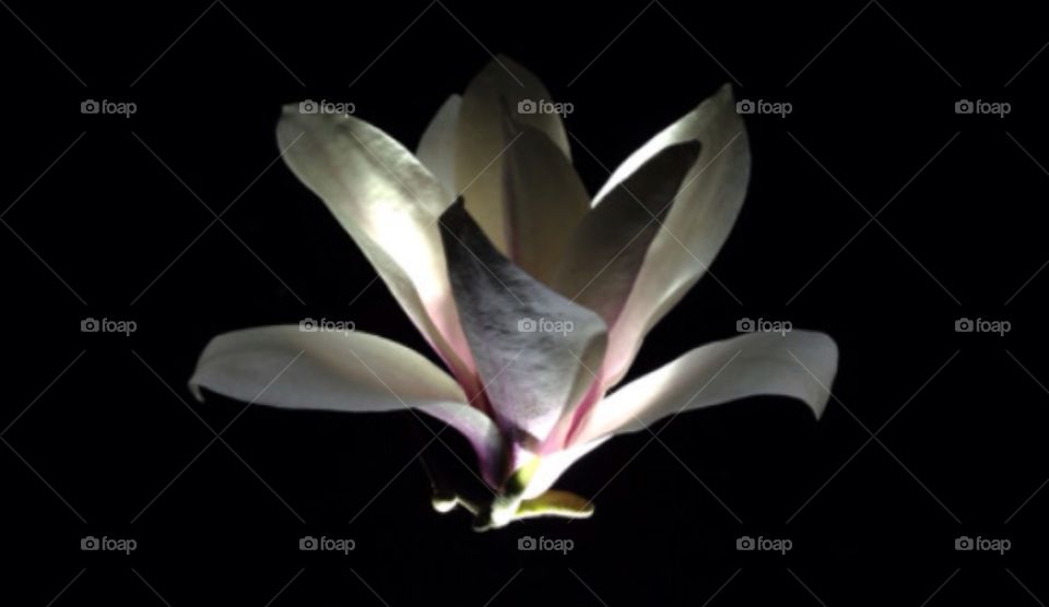 Moonlit kissed magnolia