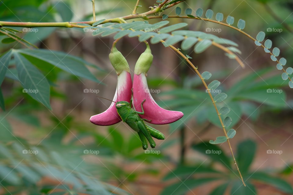 grasshopper on hummingbird tree