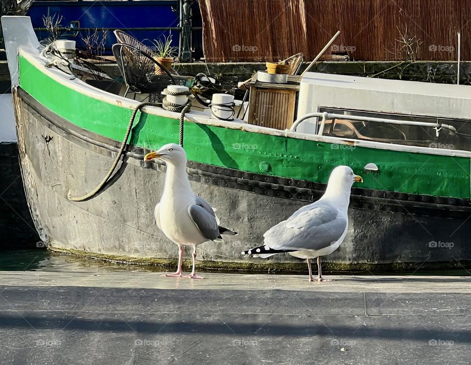 Photo of two seagulls on a concrete surface, with a boat with a green rim in the background. Calm sea scene with birds.