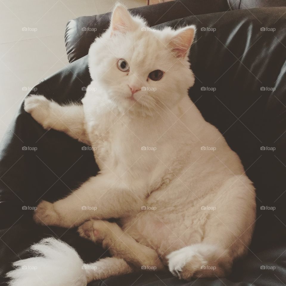 White persian cat