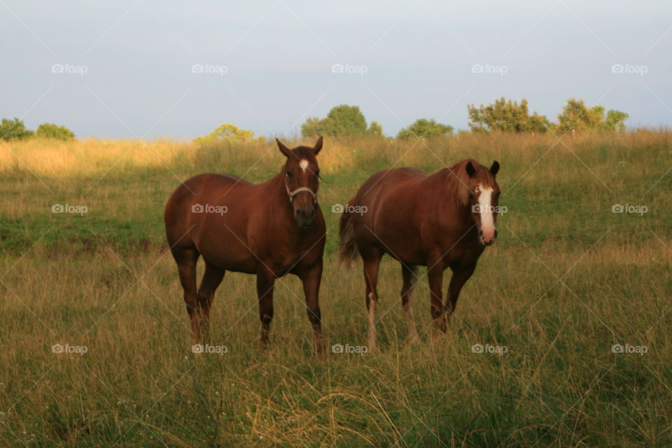 Horses in the Pasture