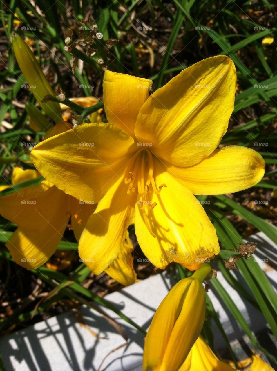 No Person, Nature, Flower, Leaf, Flora