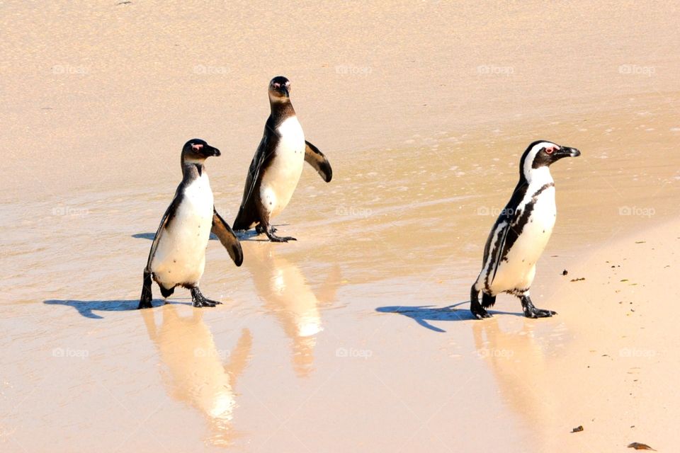 Penguins walking on the beach