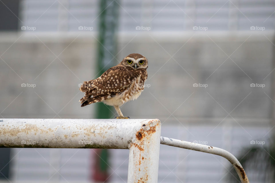 Lonely owl on a soccer goal with piercing gaze