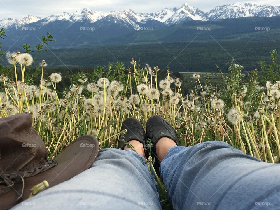 My Point of view, lying down in an alpine meadow filled with dandelions and wild flowers overlooking a valley and toward the glorious Snowcapped Canadian Rocky Mountains 