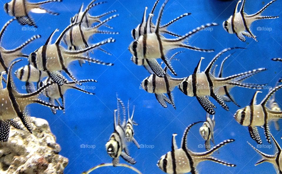 Angel fish. Aquarium