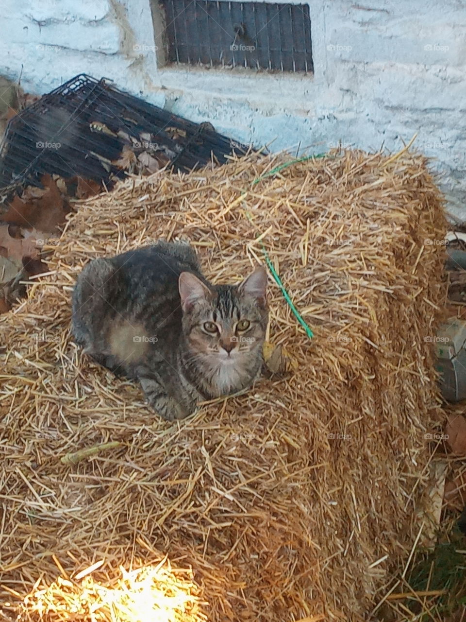 hi there I've got my bed for the winter you can't have it so back off! it's all mine.