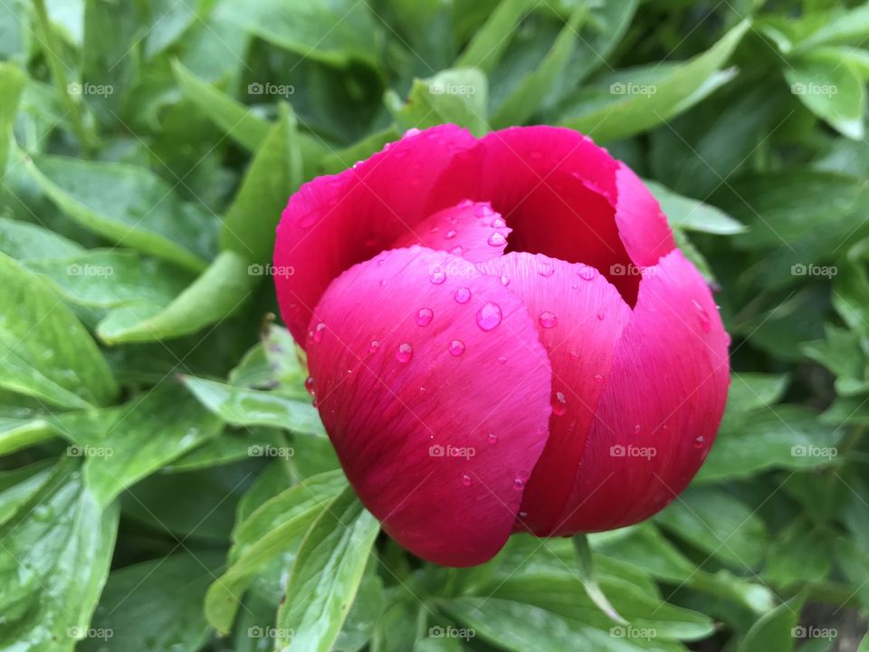 After the rain. Peonies 