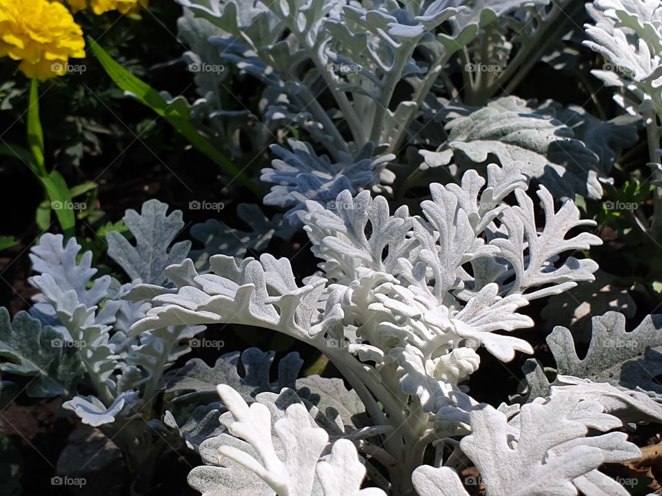 white and green flowerbed grass closeup