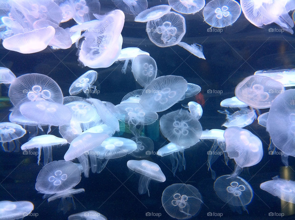fish jelly animals aquarium by jasonmbosch