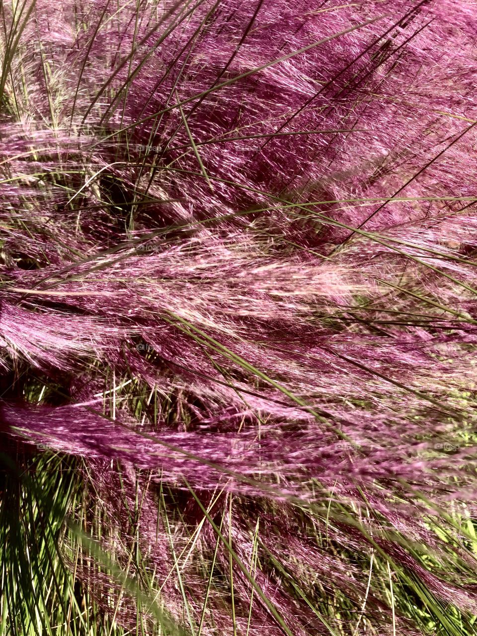 Full frame closeup of pink and green ornamental grasses in sunlight 