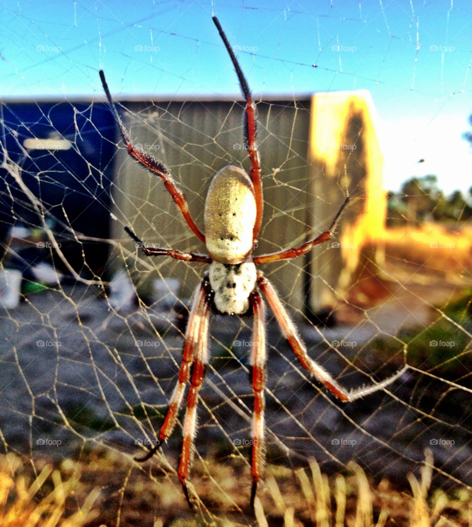 western australia macro web golden orb spider by gdyiudt