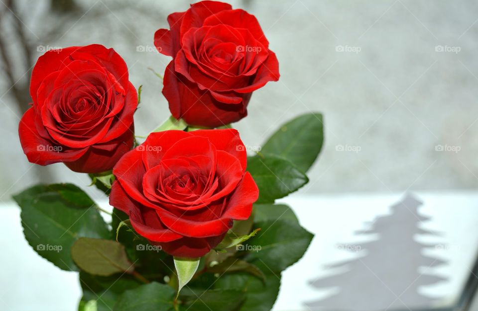 Close-up of rose bouquet