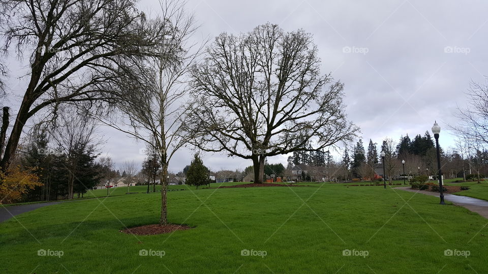 tree stands alone