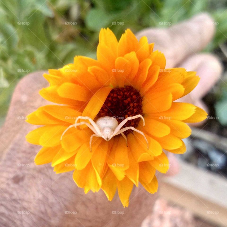 garden flowers