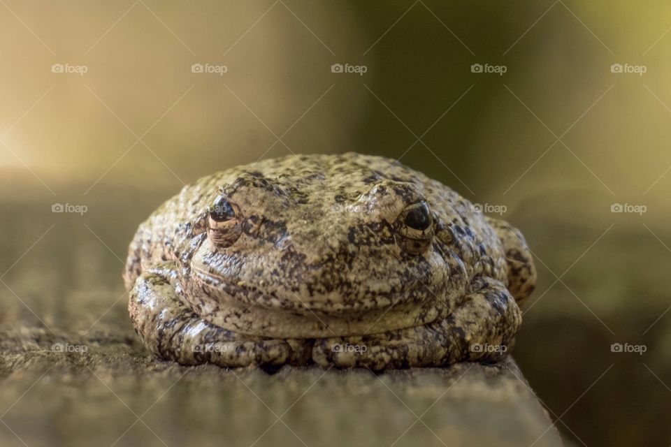Foap, World in Macro: The zen frog. Cope’s Gray Tree Frog. 