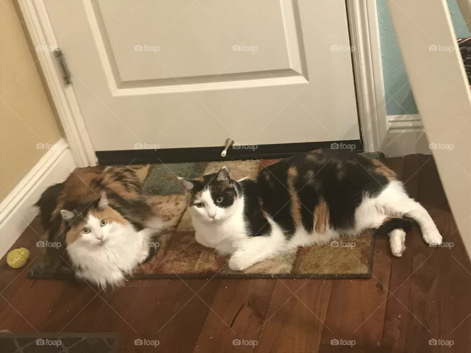 Calico sisters hanging out 