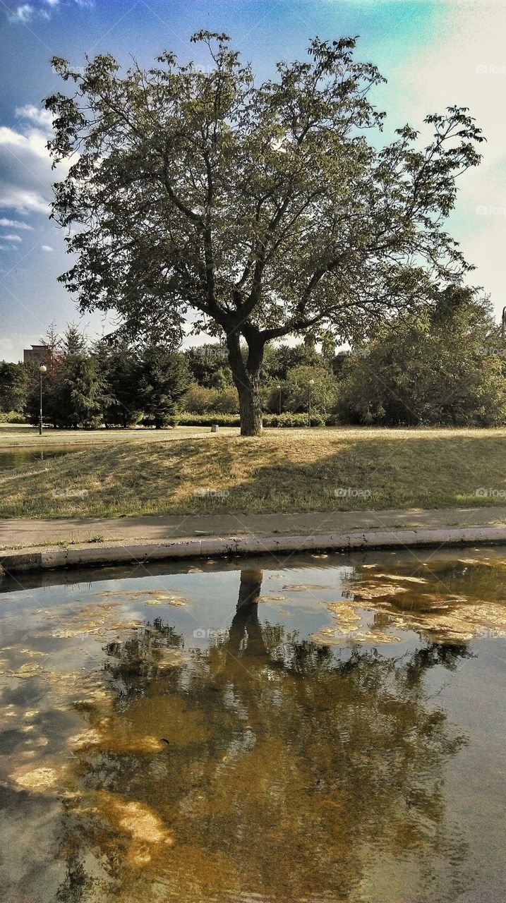 Tree. Tree reflection