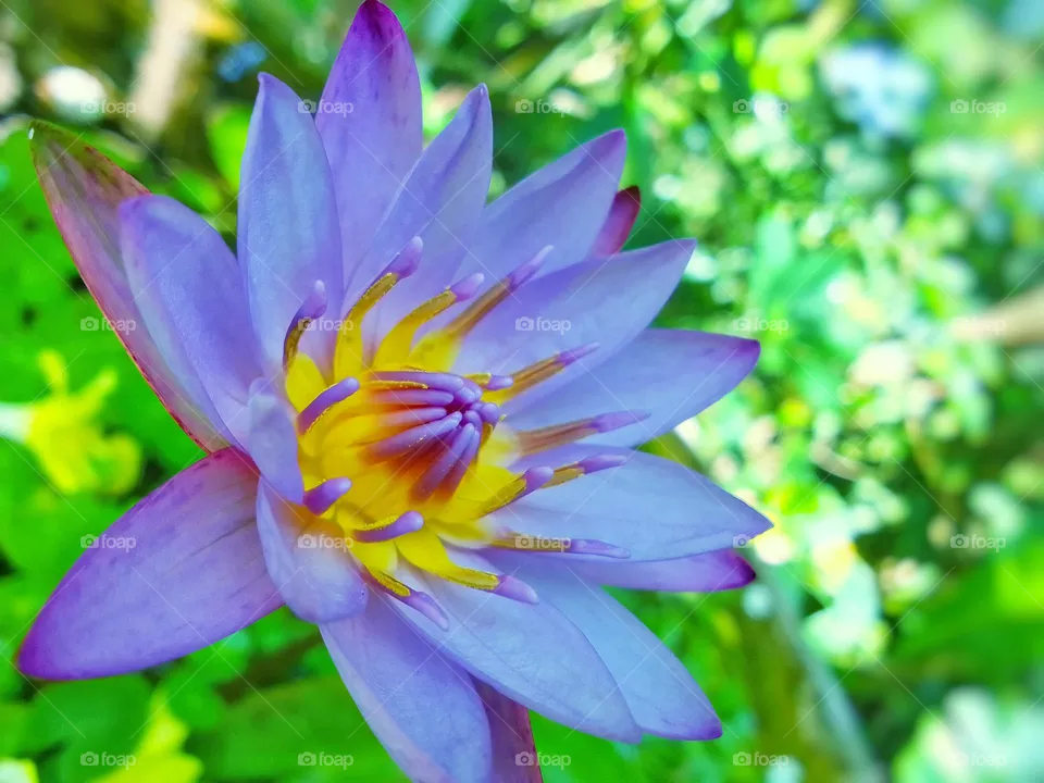 National flower 
sri lanka .
Nil mahanel flower