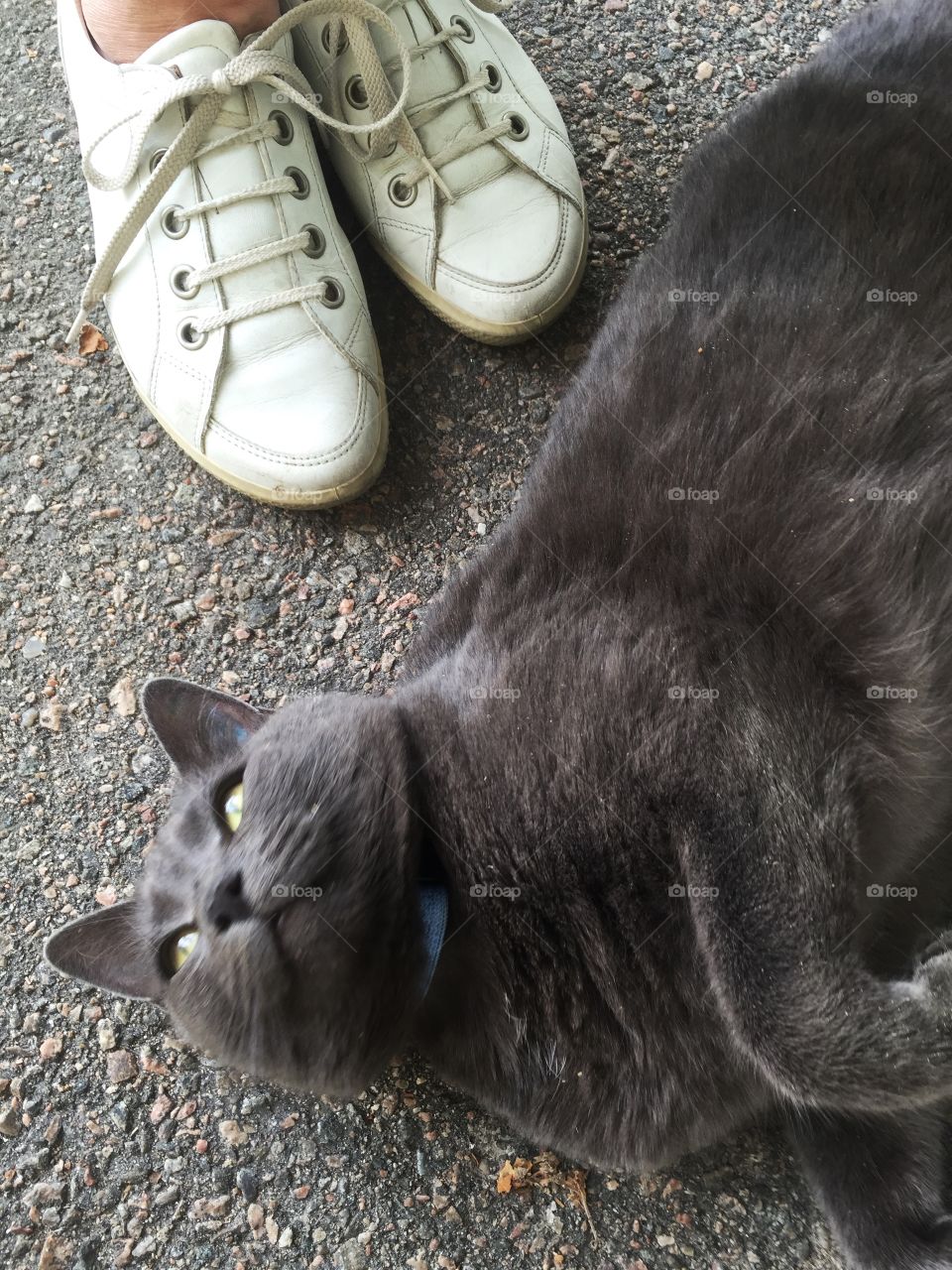 Stella likes to sleep outside where the asphalt is warm!