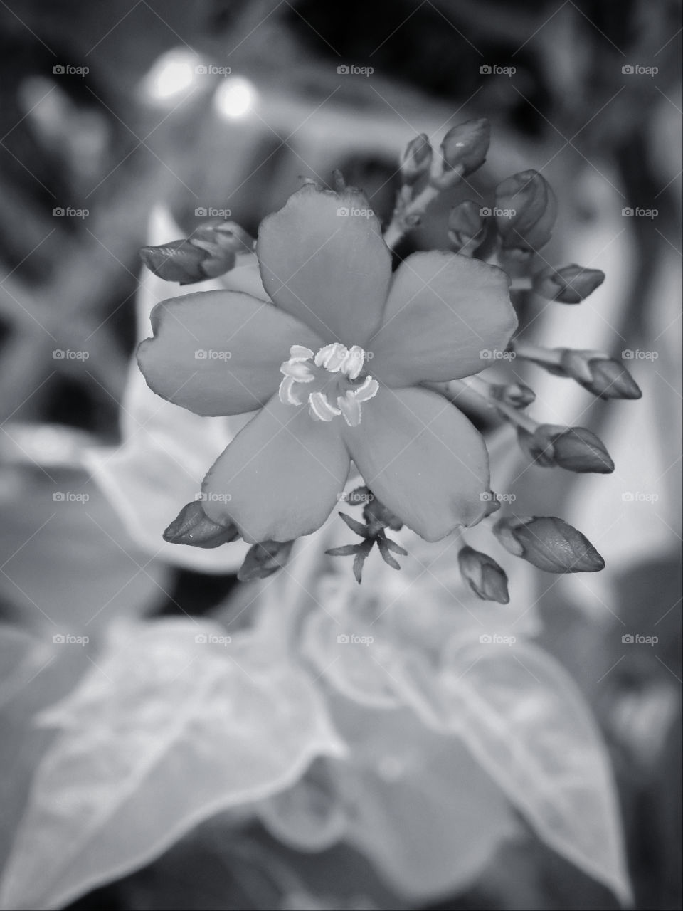 Beautiful flower in bloom.