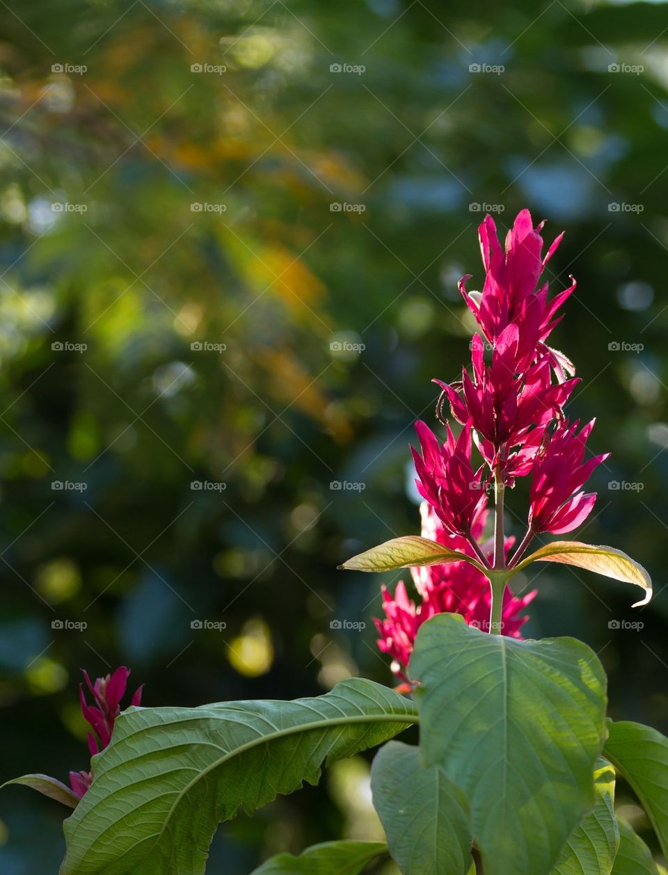 Flowers in the Sun