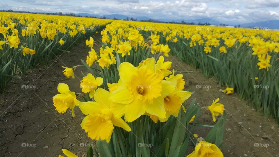 Daffodils fields 
Ones again I took this picture from my Samsung galaxy S6 La Conner Daffodils festival Skagit valley every year this month you can visit and follow the yellow color it so beautiful.