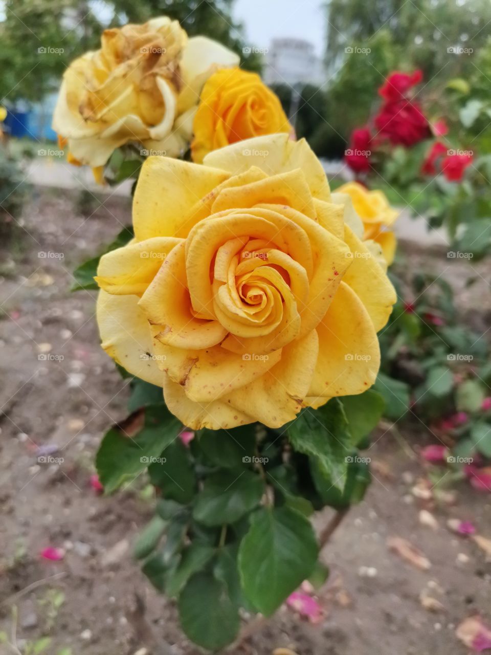 Yellow rose