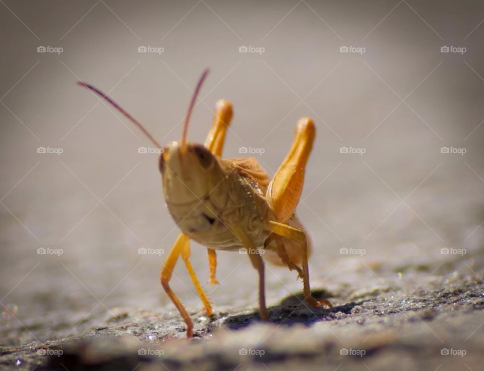 Portrait of grasshopper