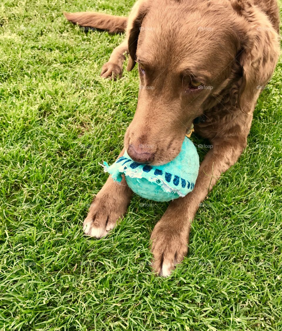 Close-Up Retriever 