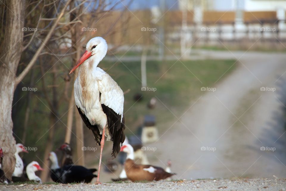 the stork