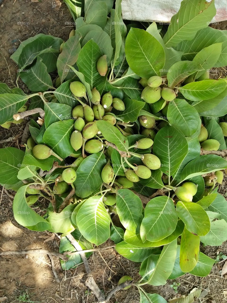 Indian Tribal Fruits