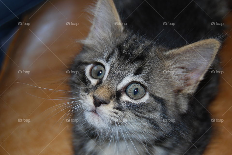 Kittens face